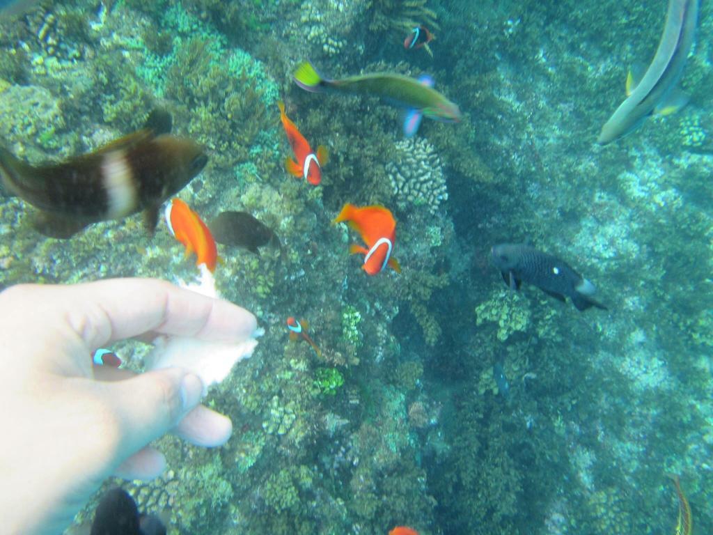 海灘戀情 Beach Love 近沙灘-國旅卡特約商店 Cape Eluanbi Eksteriør bilde